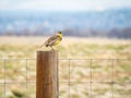 Western Meadowlark Singing from a Fencepost Royalty Free Stock Photo