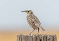 Western Meadowlark Royalty Free Stock Photo