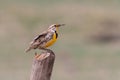 Western Meadowlark on Post