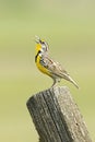 Western meadowlark on post calling out Royalty Free Stock Photo