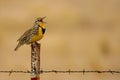 Western Meadowlark singing on barbed wire fence post in the Malheur National Wildlife Refuge Royalty Free Stock Photo