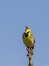 Western Meadowlark Sturnella neglecta singing Royalty Free Stock Photo