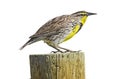 Western Meadowlark Sturnella neglecta isolated Royalty Free Stock Photo