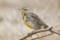 Western Meadowlark Sturnella neglecta perched on a branch Royalty Free Stock Photo