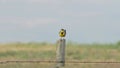 Western Meadowlark Sturnella neglecta