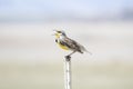A Western Meadowlark Sturnella neglecta Perched on a Fence Post on the Plains and Grasslands Royalty Free Stock Photo