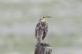 A Western Meadowlark Sturnella neglecta Perched on a Fence Post on the Plains and Grasslands Royalty Free Stock Photo