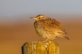 Western meadowlark (Sturnella neglecta) perched on a post