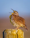 Western meadowlark (Sturnella neglecta) perched on a post and singing