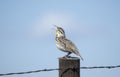 Western Meadowlark Sturnella neglecta Perched on a Wood Post Singing on the Plains