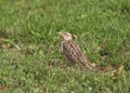 Western Meadowlark sturnella neglecta