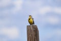 The western meadowlark Sturnella neglecta