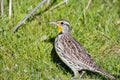 Western Meadowlark Sturnella neglecta