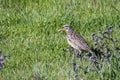 Western Meadowlark Sturnella neglecta Royalty Free Stock Photo