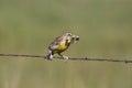 Western Meadowlark sturnella neglecta
