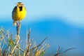 Western Meadowlark In Sunlight