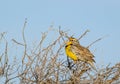 Western Meadowlark in Tree Royalty Free Stock Photo