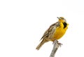 Western Meadowlark