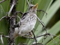 Western mockingbird fledgling. Royalty Free Stock Photo