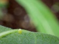 Western Monarch Butterfly Egg Laid on the Lower Side of a Showy Milkweed Leaf