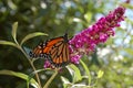 Western Monarch Butterfly Pollinating Butterfly Bush