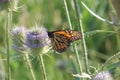 Western Monarch Butterfly Pollinating Wild Teasel