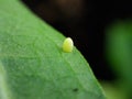 Western Monarch Butterfly Egg Laid on the Lower Side of Showy Milkweed Leaf Royalty Free Stock Photo