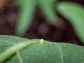 Western Monarch Butterfly Egg laid on the Lower Side of a Showy Milkweed Leaf