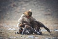 Bayan-Oolgii, Mongolia - October 01, 2017: Golden Eagle Festival. Hunter-Nomad Attempts To Separate Two Big Fighting Golden Eagle