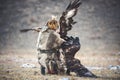 Western Mongolia, Traditional Golden Eagle Festival. Hunter-Nomad Attempts To Separate Two Big Fighting Golden Eagles. Ancient Ki