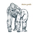 Western or mountain gorilla. big monkey or primate. Hand drawn, engraved wild animal in vintage or retro style, zoology