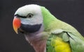 Western Moustached Parakeet Bird