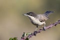 Western Orphean warbler Sylvia hortensis, in its natural environment