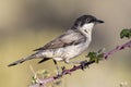 Western Orphean warbler Sylvia hortensis, in its natural environment Royalty Free Stock Photo