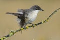 Western Orphean warbler Sylvia hortensis, in its natural environment