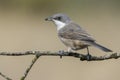 Western Orphean warbler Sylvia hortensis, in its natural environment