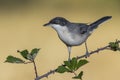 Western Orphean warbler Sylvia hortensis, in its natural environment