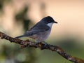 Western Orphean Warbler (Sylvia hortensis) on a branch