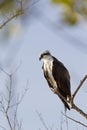 A western osprey Pandion haliaetus perched on a branch of a tree hunting for fish. Royalty Free Stock Photo