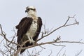 A western osprey Pandion haliaetus perched on a branch of a tree hunting for fish. Royalty Free Stock Photo