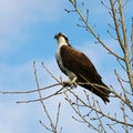 A Western Osprey perched on a tree limb Royalty Free Stock Photo