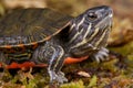 Western painted turtle Royalty Free Stock Photo