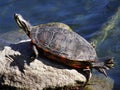 Western painted turtle basking in the sun by a pond Royalty Free Stock Photo