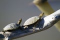 Western Painted Turtle, Chrysemys picta