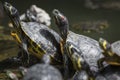 Western painted turtle chrysemys picta sitting on rock basking Royalty Free Stock Photo