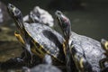 Western painted turtle chrysemys picta sitting on rock basking Royalty Free Stock Photo