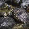 Western painted turtle chrysemys picta sitting on rock basking Royalty Free Stock Photo