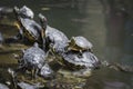 Western painted turtle chrysemys picta sitting on rock basking Royalty Free Stock Photo