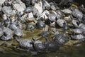 Western painted turtle chrysemys picta sitting on rock basking Royalty Free Stock Photo