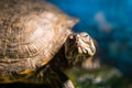 Extreme closeup of head of painted grown turtle chrysemys picta sitting on rock basking near fresh water pond Royalty Free Stock Photo